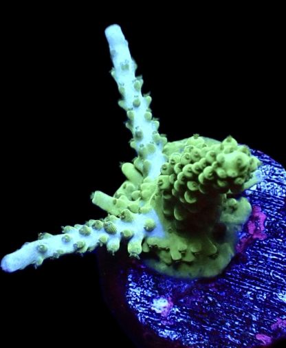WYSIWYG 14G Turquoise And Blue Staghorn