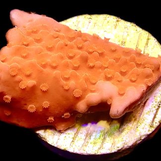 WYSIWYG 17D Red Montipora Setosa Frag