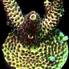 WYSIWYG 11i Rainbow Millepora Frag