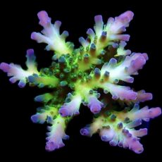 WYSIWYG 17i Violet Venom Acropora Frag