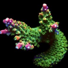 WYSIWYG 26H Bubblebath Unicorn Acropora Large