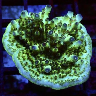 WYSIWYG 23E M.O.C Acropora Frag Large