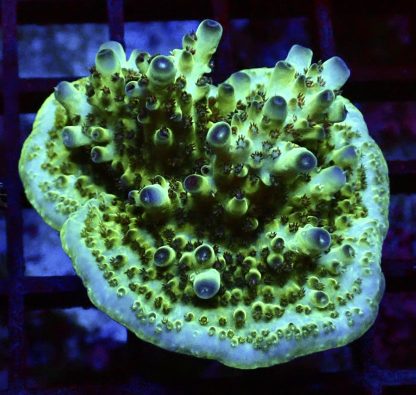 WYSIWYG 23E M.O.C Acropora Frag Large