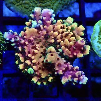 WYSIWYG 22E Pink Cadillac Acropora