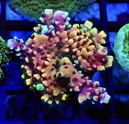 WYSIWYG 22E Pink Cadillac Acropora
