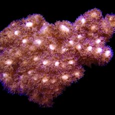 WYSIWYG 12L Cherry Tree Pocillopora Frag Extra Large