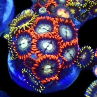 WYSIWYG Zoanthid Frag R16
