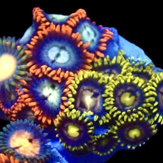 WYSIWYG Zoanthid Frag R17