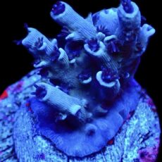 WYSIWYG 24G Blue Curacao Acropora