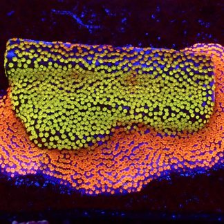 WYSIWYG T9 Rainbow Montipora Colony