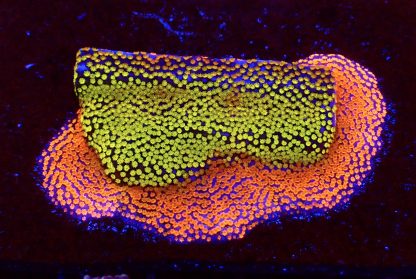 WYSIWYG T9 Rainbow Montipora Colony