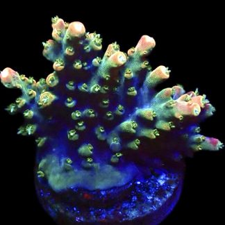 WYSIWYG 23F M.O.C Bubblebath Unicorn Acropora  Large