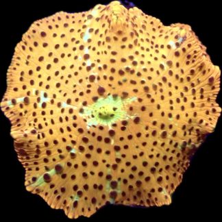 WYSIWYG TB1 Ultra Golden Skittle Discosoma Mushroom