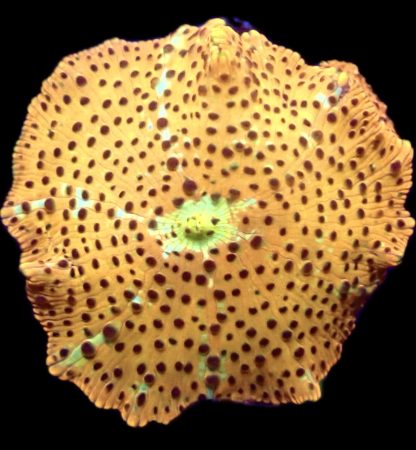 WYSIWYG TB1 Ultra Golden Skittle Discosoma Mushroom