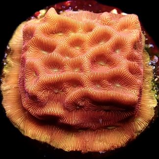 WYSIWYG (12A) 24K Gold Leptoseris Frag
