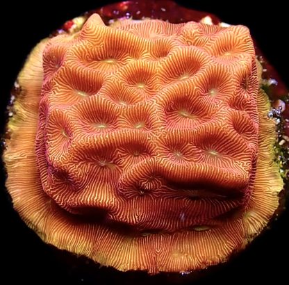 WYSIWYG (12A) 24K Gold Leptoseris Frag