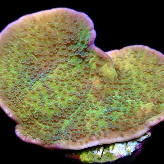 WYSIWYG 18B M.O.C. Pink Rim/Purple Polyped Plating Montipora Capricornis