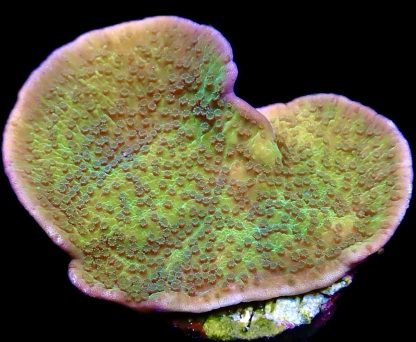 WYSIWYG 18B M.O.C. Pink Rim/Purple Polyped Plating Montipora Capricornis
