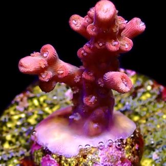 WYSIWYG 10E Red Insanity Acropora Frag