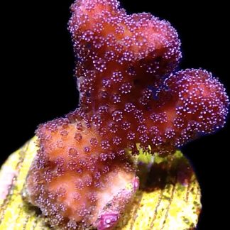 WYSIWYG 12i Cherry Cola Stylophora