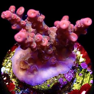 WYSIWYG 18F Red Insanity Acropora Frag Large