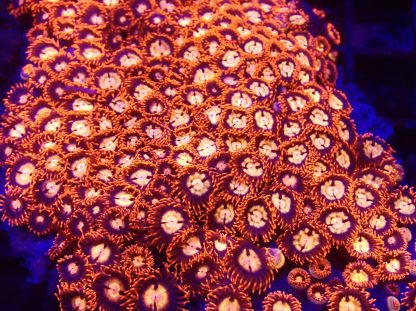 M.O.C Midnight Flare Zoanthid 10+ Polyps