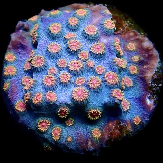 WYSIWYG 13F Cyphastrea Frag