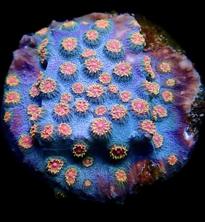 WYSIWYG 13F Cyphastrea Frag