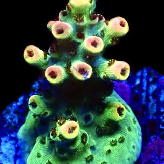 WYSIWYG 14F Bill Murray Acropora Frag