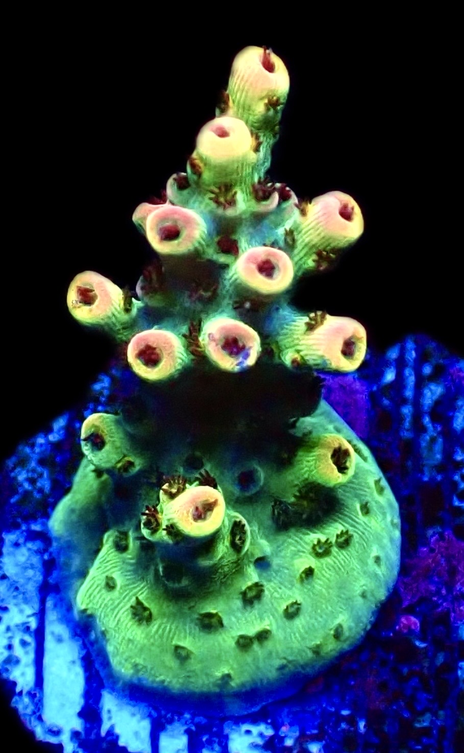 WYSIWYG 14F Bill Murray Acropora Frag