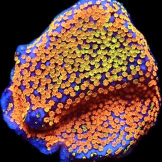 WYSIWYG 9F Rainbow Montipora
