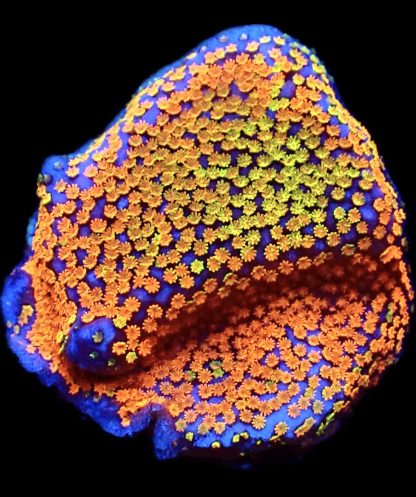 WYSIWYG 9F Rainbow Montipora