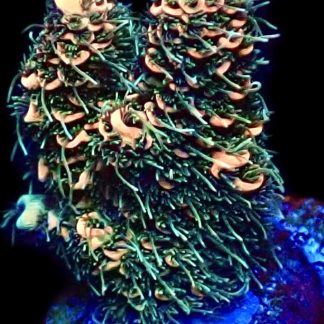 WYSIWYG 22G Red Sky Millepora