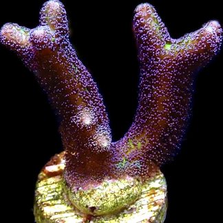 WYSIWYG 21J Bird Of Paradise Seriatopora