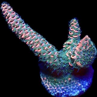 WYSIWYG 18G Strawberry Millepora Frag
