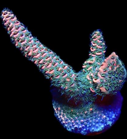 WYSIWYG 18G Strawberry Millepora Frag