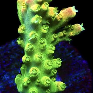 WYSIWYG 17H Rainbow Loom Acropora