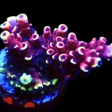 WYSIWYG 13i Pink Cadillac Acropora Large