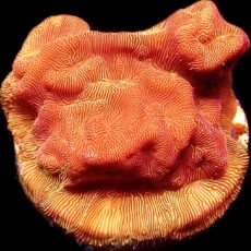 WYSIWYG 9B Sunblast Leptoseris Frag