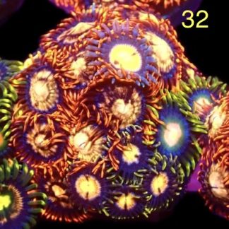 WYSIWYG Zoanthid Frag M27