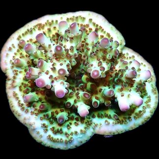 WYSIWYG 23E Cherry Blossom Acropora Frag Extra Large