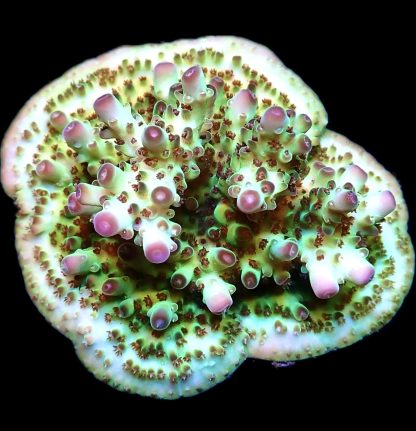 WYSIWYG 23E Cherry Blossom Acropora Frag Extra Large