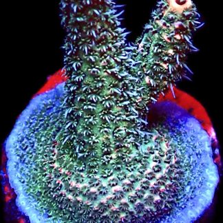 WYSIWYG 20D Strawberry Millepora Frag