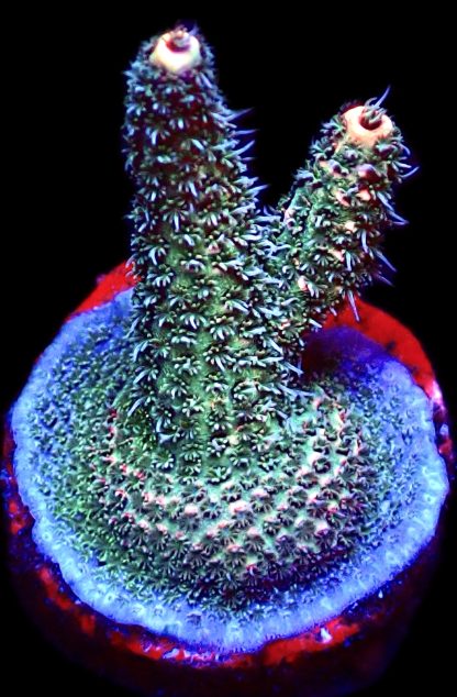 WYSIWYG 20D Strawberry Millepora Frag