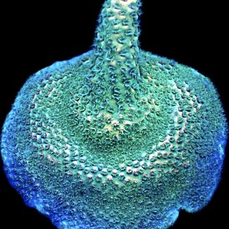 WYSIWYG 18H Strawberry Millepora Frag