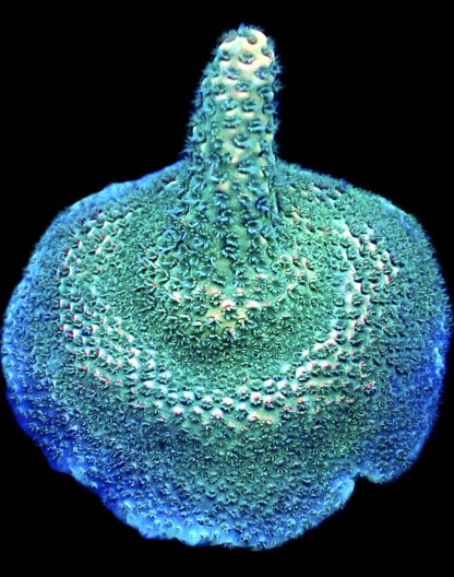 WYSIWYG 18H Strawberry Millepora Frag