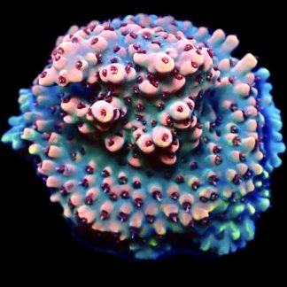 WYSIWYG 23i Bali Shortcake Acropora Frag