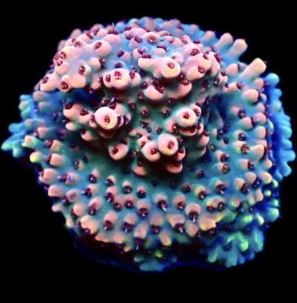 WYSIWYG 23i Bali Shortcake Acropora Frag