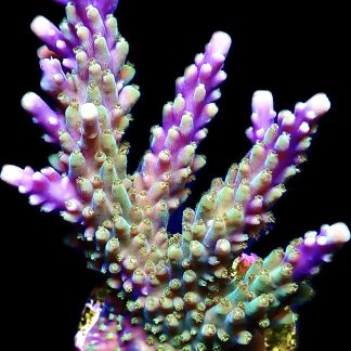 WYSIWYG 24H Purple Acropora Nana Frag Extra Large
