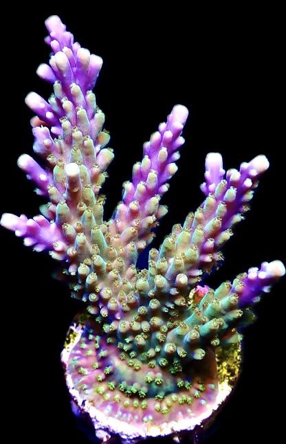 WYSIWYG 24H Purple Acropora Nana Frag Extra Large